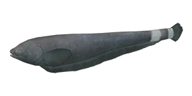 Призрачная рыба