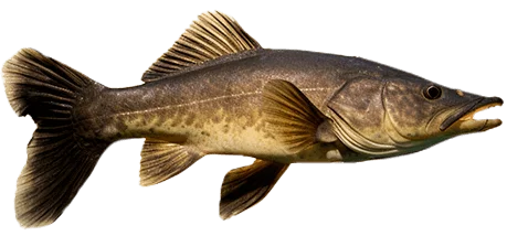 Коричневый сом