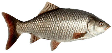 Серебряный карась