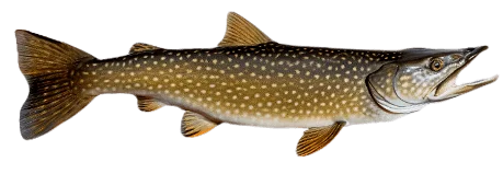 Обыкновенная щука