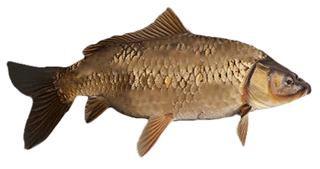 Зеркальный карп