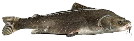 Сом обыкновенный