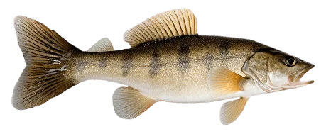 Судак обыкновенный