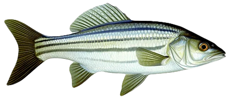 Полосатый лаврак