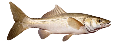 Снук обыкновенный