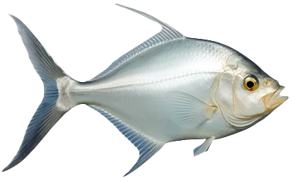 Круглый трахинот