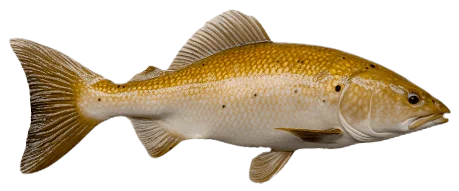 Красный горбыль