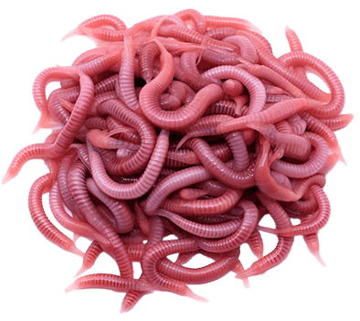 Worms
