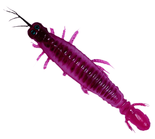 Larva