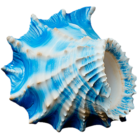 Seashell