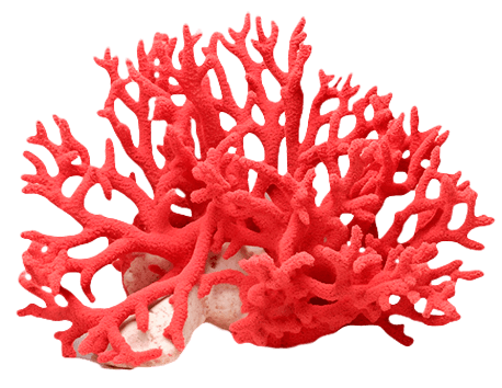 Red coral