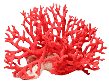 Czerwony koral