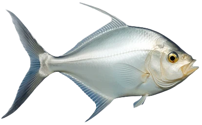   Okrągły trachinote  