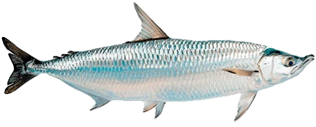   Tarpon  