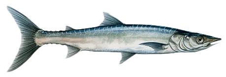   Barracuda  