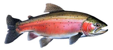   Pstrąg tęczowy  